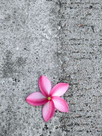 Plumeria flower on sidewalk. Pink petals on street. With copyspace.の写真素材
