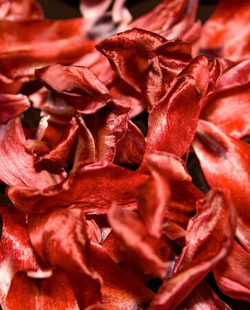 Flames (tulip petals)の写真素材
