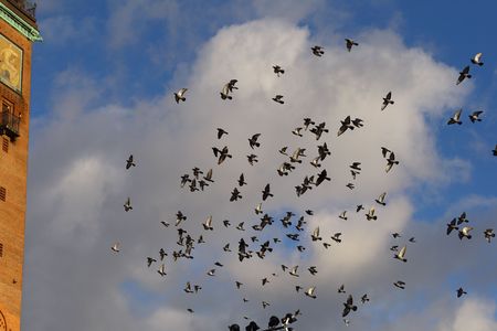 Flying doves, Copenhagenの写真素材