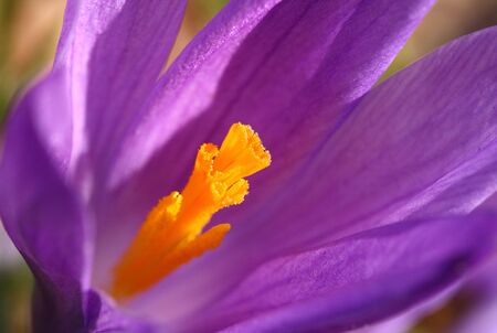 Crocusの写真素材