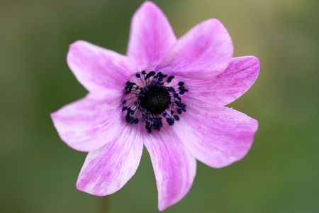 Flowerの写真素材