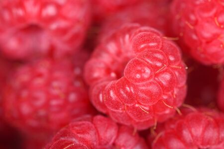 Fresh raspberriesの写真素材