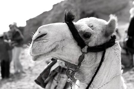 Camel b&wの写真素材