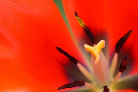 Close-up of tulipの写真素材