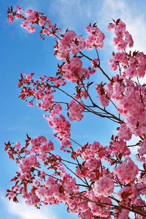 Pink cherry blossom over blue skyの写真素材