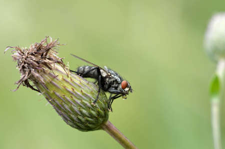 A large flesh-fly sits on a flowerの写真素材