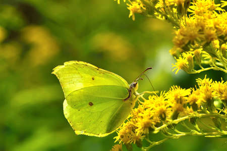 Beautiful Gonepteryx rhamni sitting on a yellow flowerの写真素材
