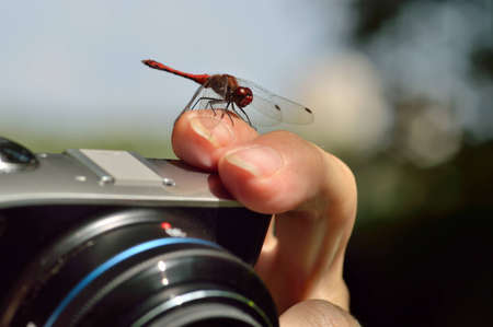 Red Dragonfly ruddy darter  sits on the cameraの写真素材