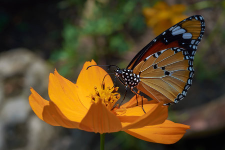 Common Tiger  Danaus genutia  sits on a plantの写真素材