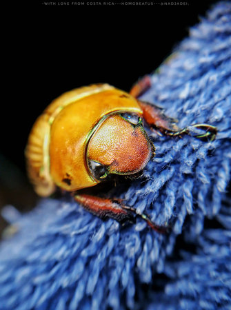 Blue Beattle