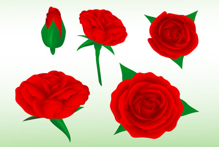 set realistic red roses flower isolated - 3d illustrationのイラスト素材
