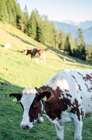 A dariy cow grazing in the mountainsの写真素材