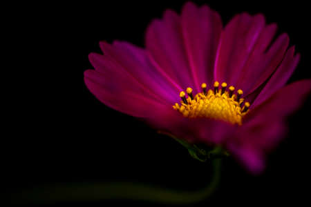 Close up of a garden cosmos flower with moddy lightingの写真素材