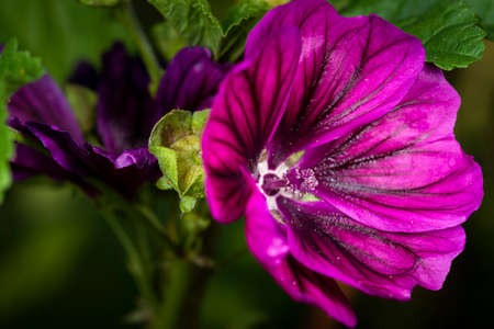 Close up purple flower bloomingの写真素材