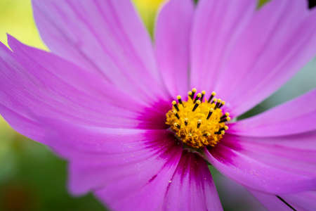 Beautiful fuchsia Cosmos Flower blooming yellow stamen close up macroの写真素材