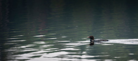 A lone Loon swimming in Algonquin provincial park in Ontarioの写真素材