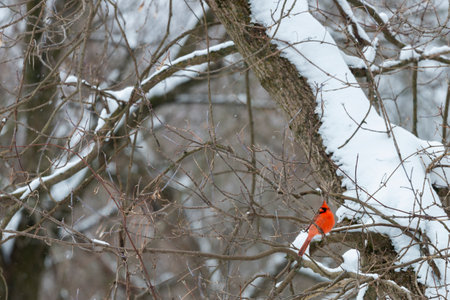 Red male Northern Cardinal perched on a snow covered treeの写真素材