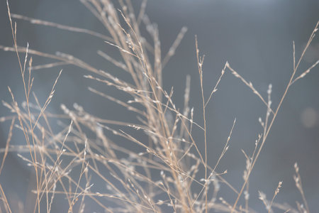 yellow wild grass close upの写真素材