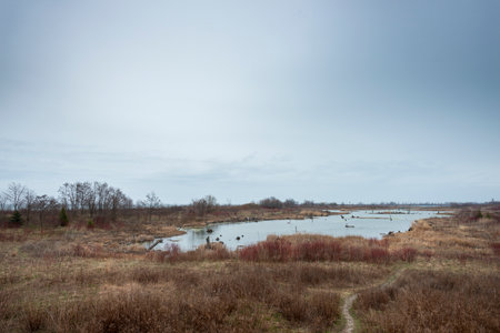 A desolate wetland with 2 Swans in the pond surounded by yellow bush on a overcast day