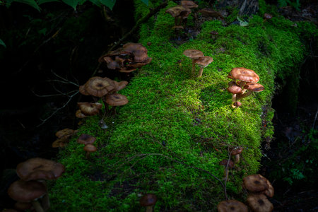Mushrooms growing on the moss in the forest. Selective focus.の写真素材