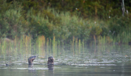 Two otters swimming in a lake in the autumn. Wildlife scene from nature.の写真素材