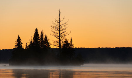 Silhouette of a pine tree on a foggy lake at sunsetの写真素材