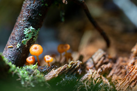 Mushrooms in the rainforest, close-up shot.の写真素材