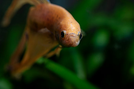 Beta in the aquarium looking at camera. close-up. shallow depth of fieldの写真素材