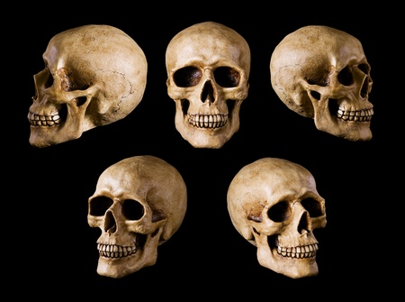 synthetical skull many angle view synthetical skull many angle view