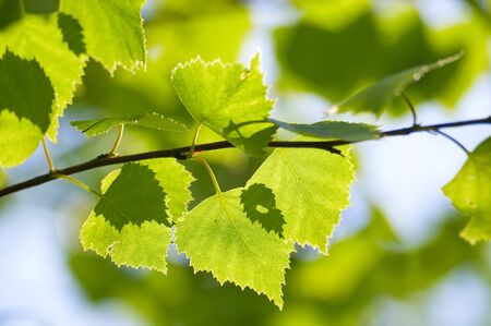 close-up birch green leaves season backgroundの写真素材