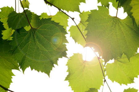 wild grape leaves green background の写真素材