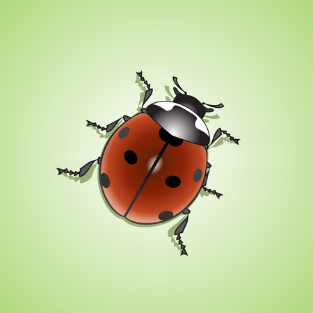 ladybug (Coccinellidae)のイラスト素材