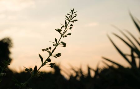 Silhouette picture of grass flower in sunset timeの写真素材