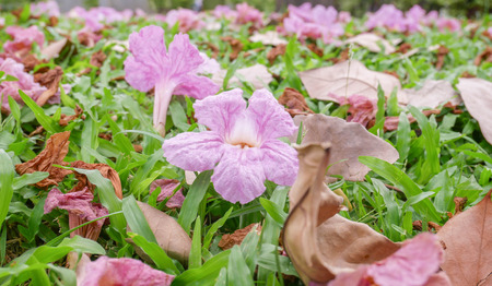 Pink trumpet tree, beautiful pink flower fall down on thr floor. jatujak park,Thailandの写真素材