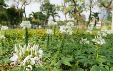 Beautiful Cleome flower (Cleome hassleriana) or spider flowers. White Spider flower in the garden for background. Abstract blur - Soft Focusの写真素材