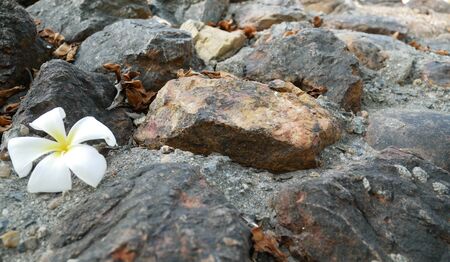 A fallen plumeria flower. White and yellow plumeria fallen on the background stones. Plumeria flower.の写真素材