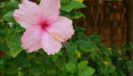 Beautiful pink hibiscus and green leaf on blur background in the garden.の写真素材