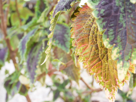 Close up of Coleus leaves, Plant texture structure leaves nature-Coleus Blumei. Can be use for natural concept background.の写真素材