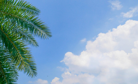 An image leaves of nice palm trees in the blue sunny sky.の写真素材