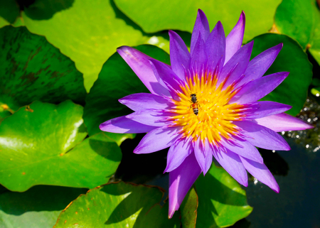 Colorful blooming purple lotus with bee is trying to keep nectar pollen from it.