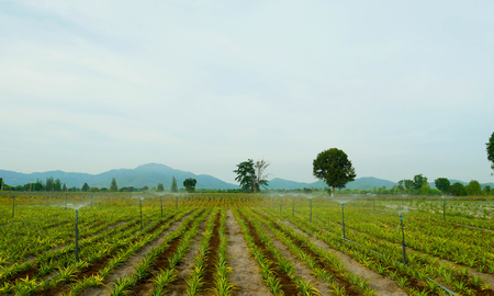 Pineapple agriculture. Rural field on farm land in summer. Tropical plants growth. Outdoor landscape with natural view.の写真素材