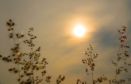 Sunrise over the morning grass silhouettes. Grass in low golden morning light deep warm colors. Can be use for natural background concept.の写真素材