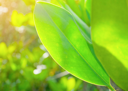 Green Mangrove leaf on blurred background, selective focus. Can be use for natural concept.の写真素材