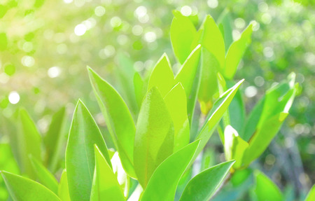 Green Mangrove leaf on blurred background, selective focus. Can be use for natural concept.の写真素材