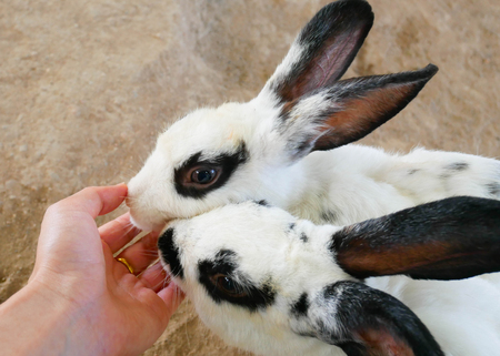 Black and white adorable rabbit sit on groud. Human hand touching the face.の写真素材