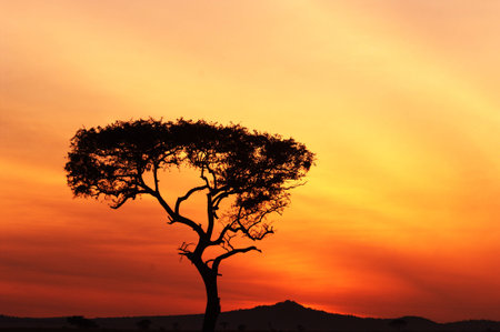 African Sunsetの写真素材