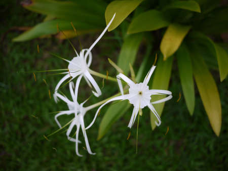 Flowerの写真素材