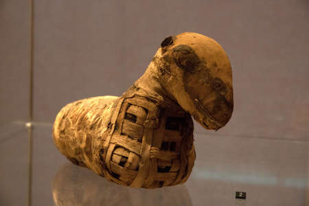 Leiden, The Netherlands JAN 26, 2019:  mummy of a lamb from ancient egypt at the exhibition Gods of Egypt.のeditorial素材