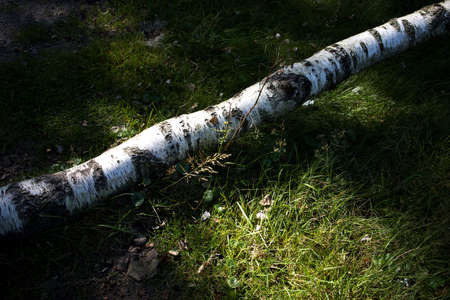 A tree branch laying on the ground with a ray of sun light on it in the forest. Magic forest look. Summertime in The Netherlands.の写真素材