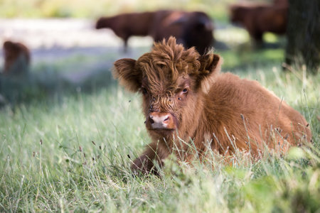 Closeup of Scottish highlander calf laying in the grass during daytime in the summer. Broekpolder...